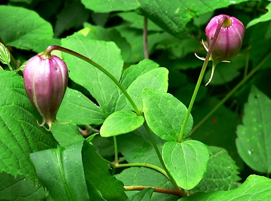 {Clematis viorna}